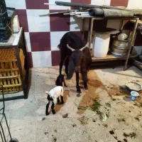 بز افغانی زاییده