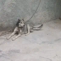 سگ نگهبان