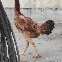 مرغ لاری  جوان