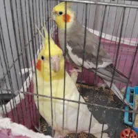 عروس هلندی ماده خوب وسرحال دست آموز