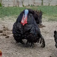 بوقلمون نر