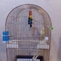 فروش عروس هلندی  با قفس