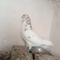 کبوتر کله هفت رنگ نر