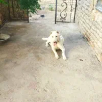 سگ رمه|سگ|خواف, |دیوار
