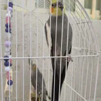 جفت عروس هلندی