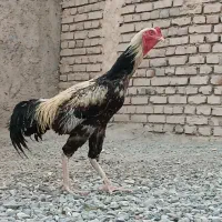 خروس  اصل لاری