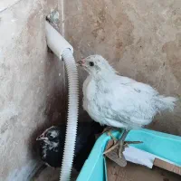 مرغ خروس