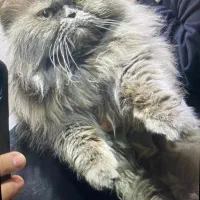 پرشین اصیل و خاص