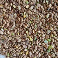 مغز پسته|خوردنی و آشامیدنی|اردکان, |دیوار