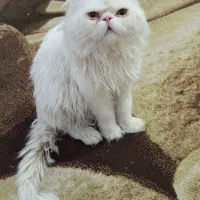 گربه پرشین