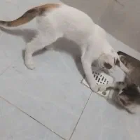 گربه