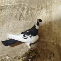 پلنگی عتیقه