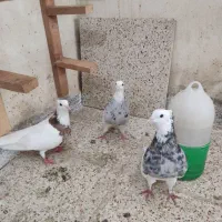 کبوتر طوقی کلی
