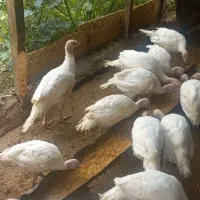 جوجه بوقلمون بیوتی