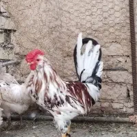 مرغ و خروس لری گلین
