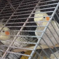 عروس هلندی گلباقالی