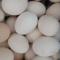 تخم مرغ محلی