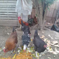 مرغ محلی تخم گذار