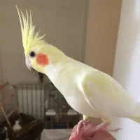 گمشده -