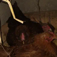 مرغ کرچ محلی اصیل جنس بالا