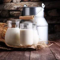 شیر گاو 90 کیلو در روز