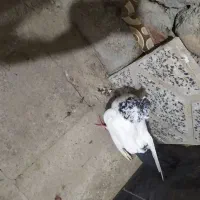 کبوتر|پرنده|دره شهر, |دیوار