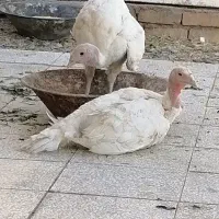 دوعد بوقلمون گوشتی