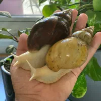 حلزون البینو پرورشی