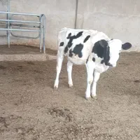 ۲۰راس گوساله ماده صنعتی