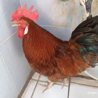 خروس