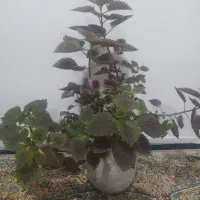 حسن یوسف
