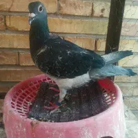 کفتر ماده پلاکی مسافتی