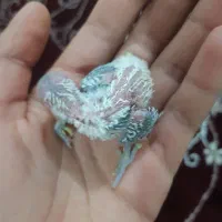 مرغ عشق|پرنده|دورود, |دیوار