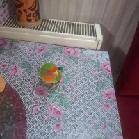 فروش فوری طوطی برزیلی دستی ، نر با قفس ووسایل