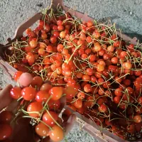گیلاس شیرین تبرزه