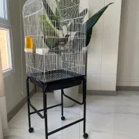مرغ مینا