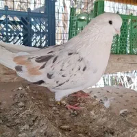 کبوتر رنگی وپلاکی