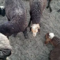 گوسفند داشتی و کشتی