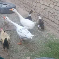 بت غاز