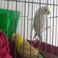 یک جفت مرغ عشق