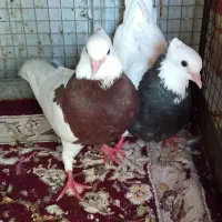 جوجه