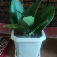 گل  زیبا