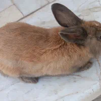 خرگوش