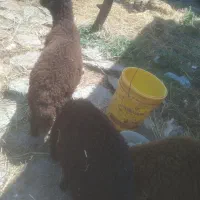 بره نروماده