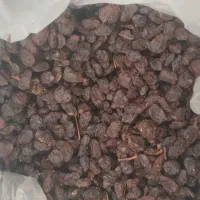 مویز دشمن زیاری بش خمیر خرما