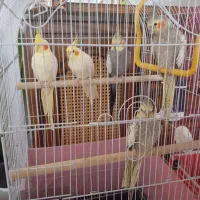 فروشی عروس جفتی