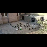 کبوتر