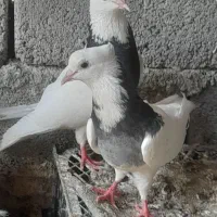 کبوترطوقی