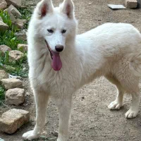سگ هاسکی ماده