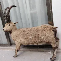 ب.ز کوهی